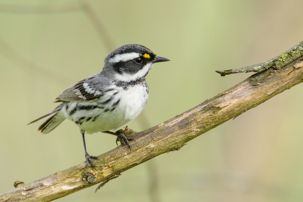 Black-throated Gray Warbler - ML98039431