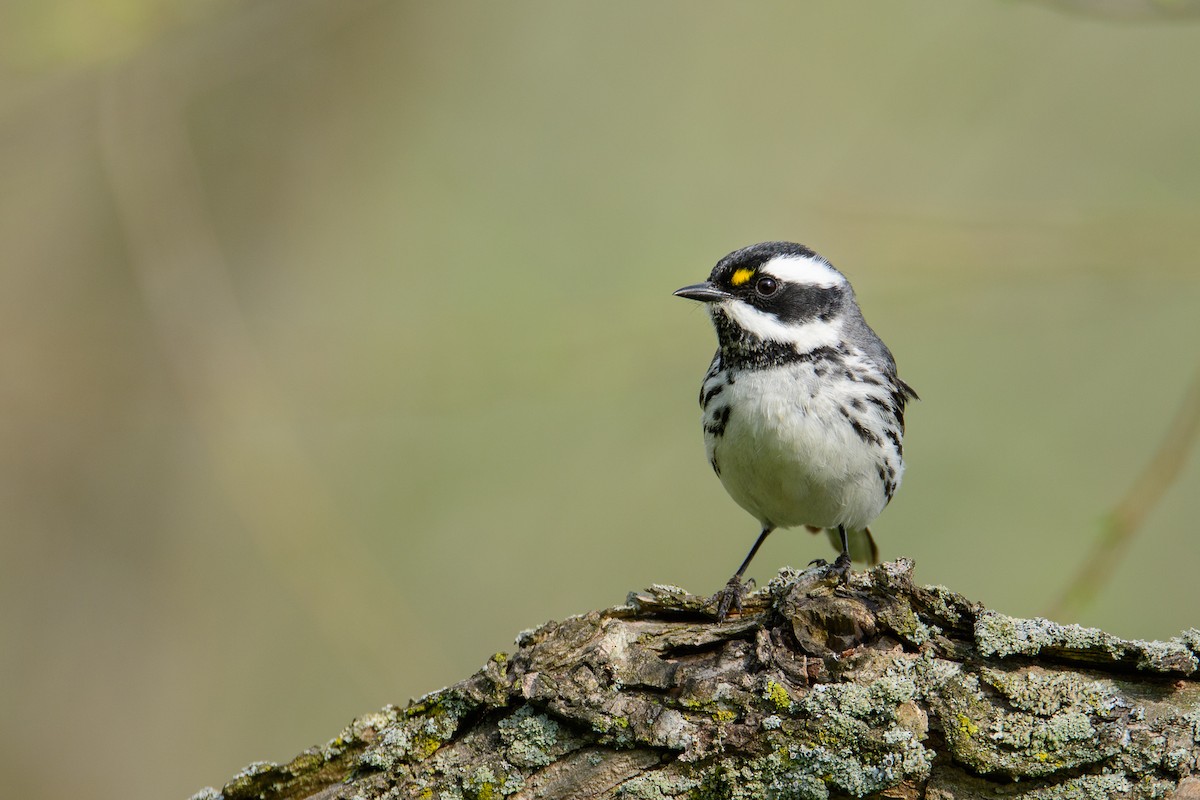 Black-throated Gray Warbler - ML98039441