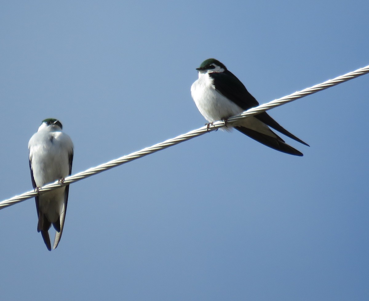 Violet-green Swallow - ML98040361