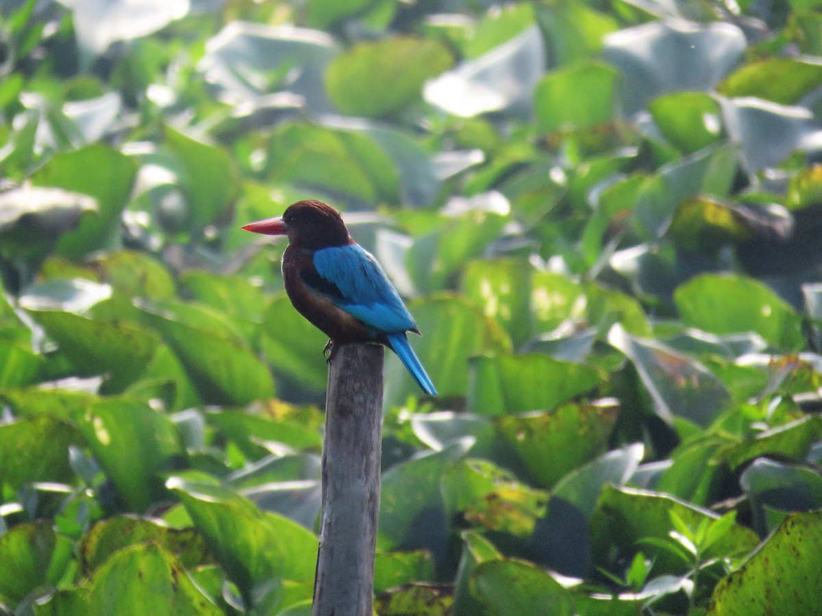 White-throated Kingfisher - Anil Menon