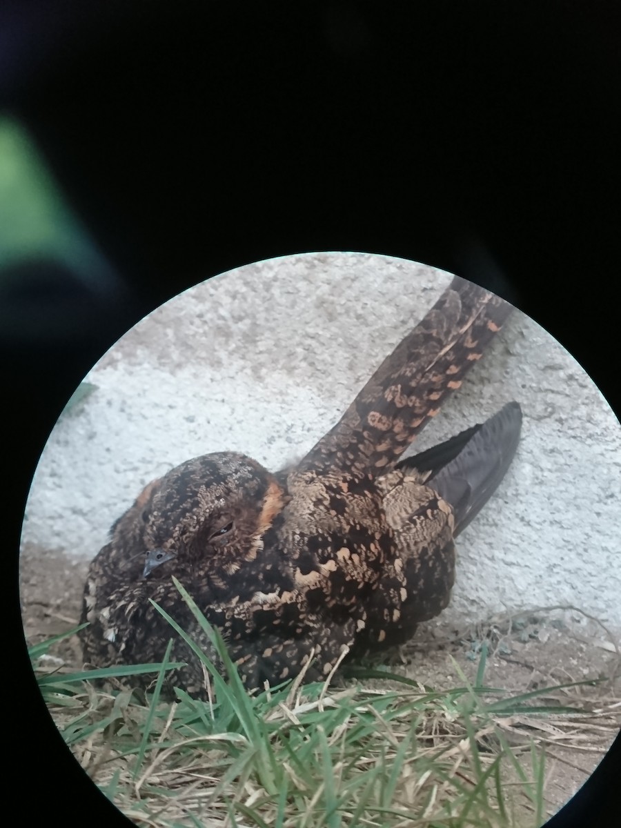 Lyre-tailed Nightjar - ML98041801