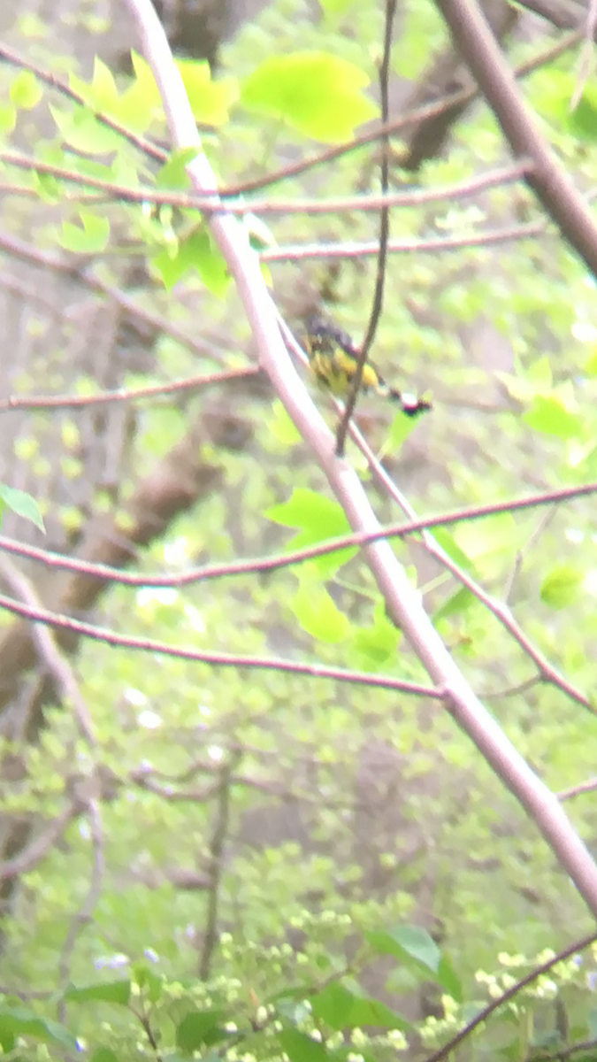 Magnolia Warbler - ML98043101