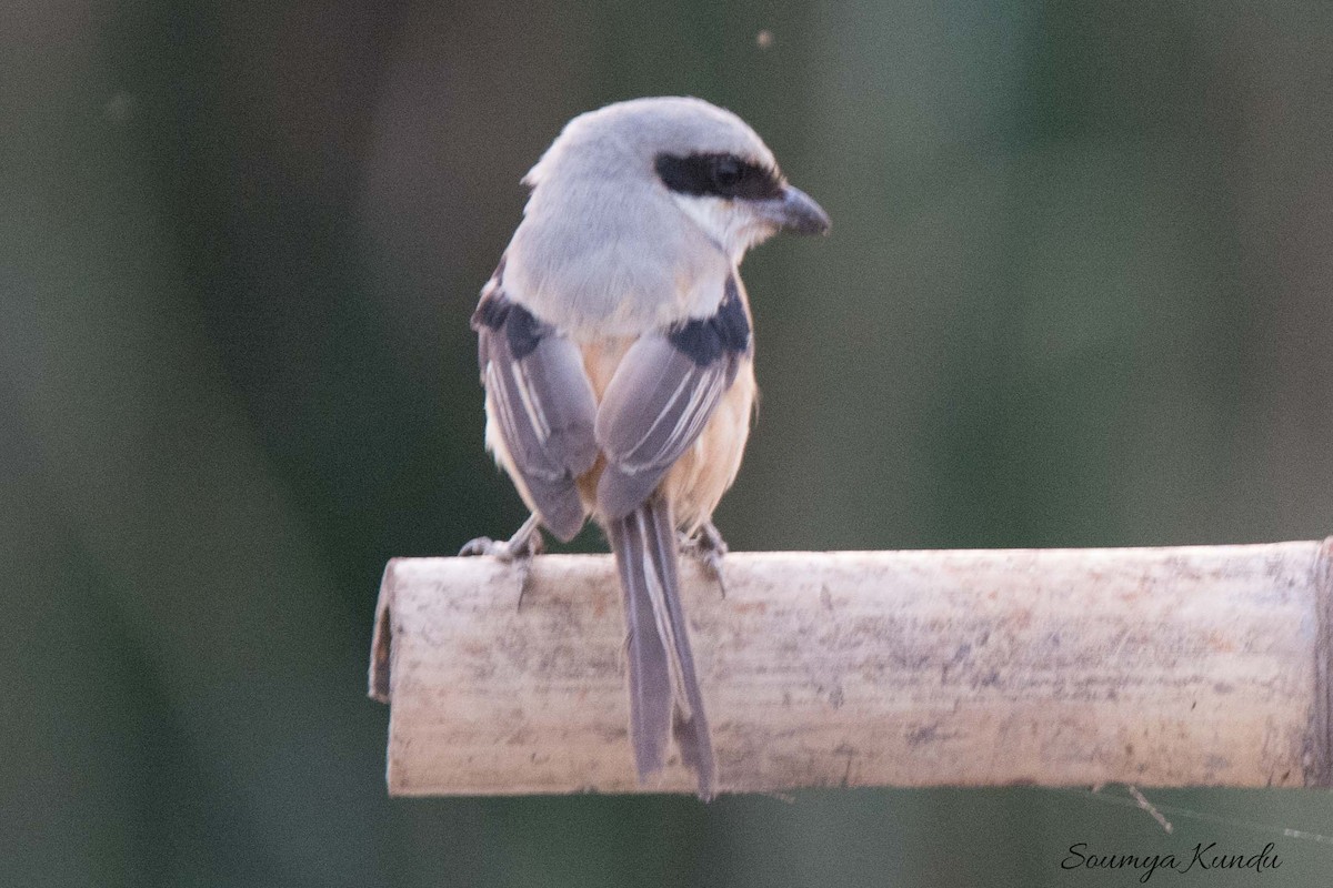 Gray-backed Shrike - ML98043911