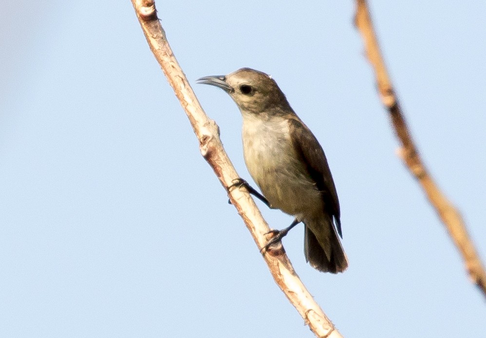 Nilgiri Flowerpecker - Ian Burgess