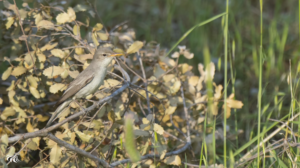 Olive-tree Warbler - Ferit Başbuğ