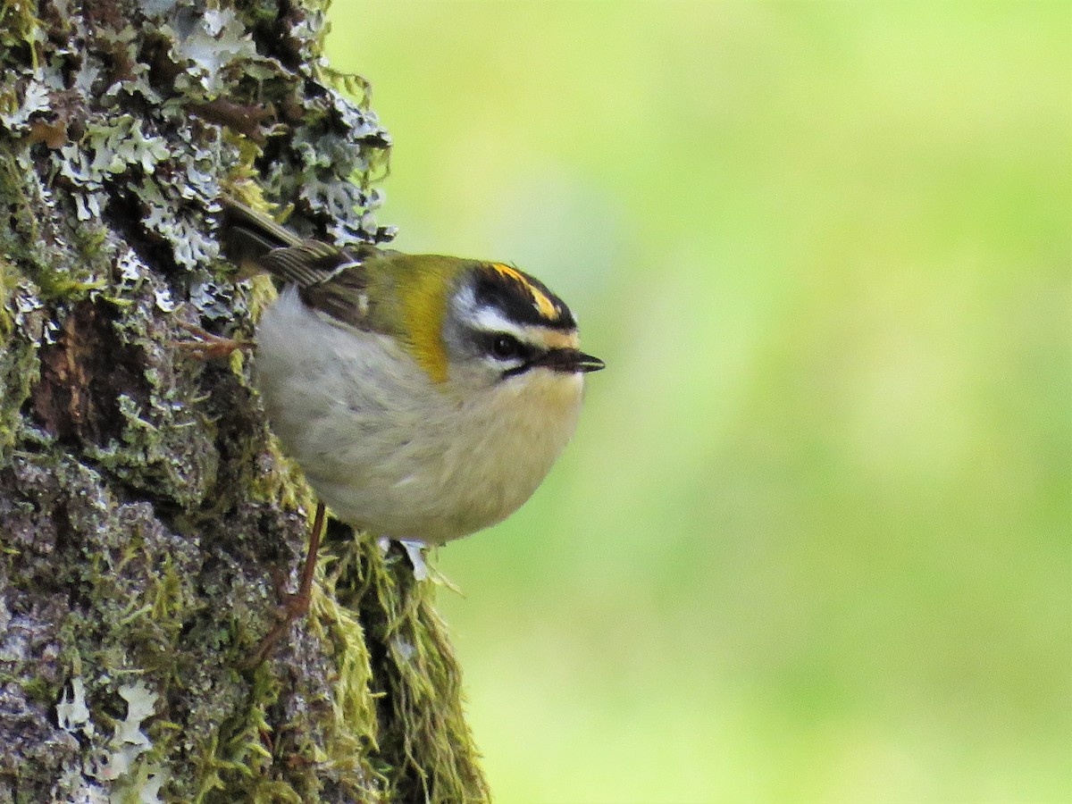 Common Firecrest - ML98046311