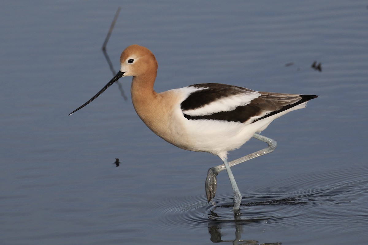 Avocette d'Amérique - ML98046421