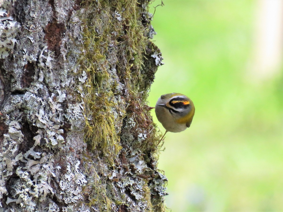 Common Firecrest - ML98046471