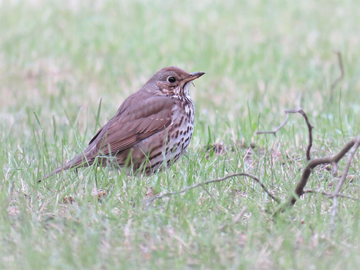Song Thrush - ML98046591