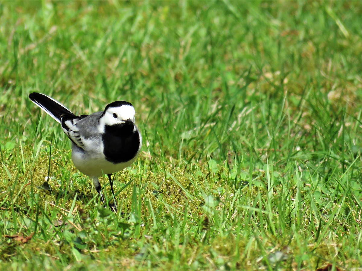 White Wagtail (White-faced) - ML98046681