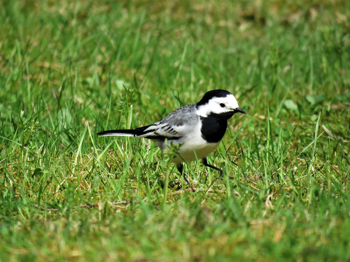 White Wagtail (White-faced) - ML98046791