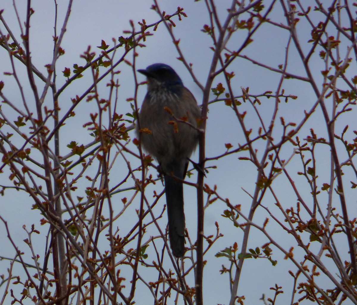 Woodhouse's Scrub-Jay - ML98048071