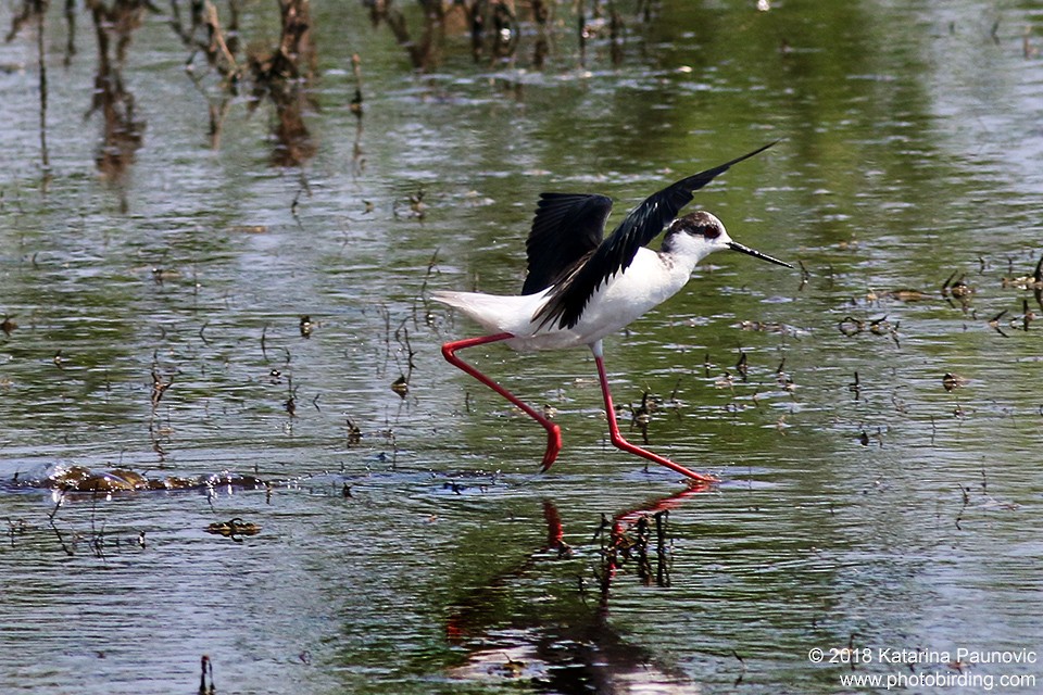 Black-winged Stilt - Katarina Paunovic