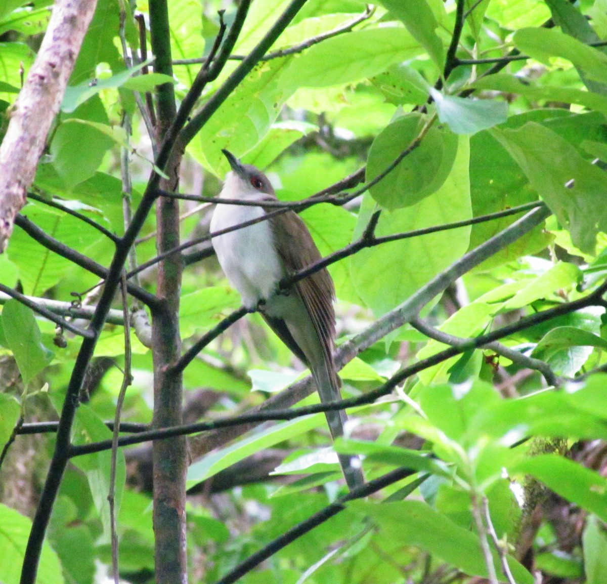 Black-billed Cuckoo - ML98048671