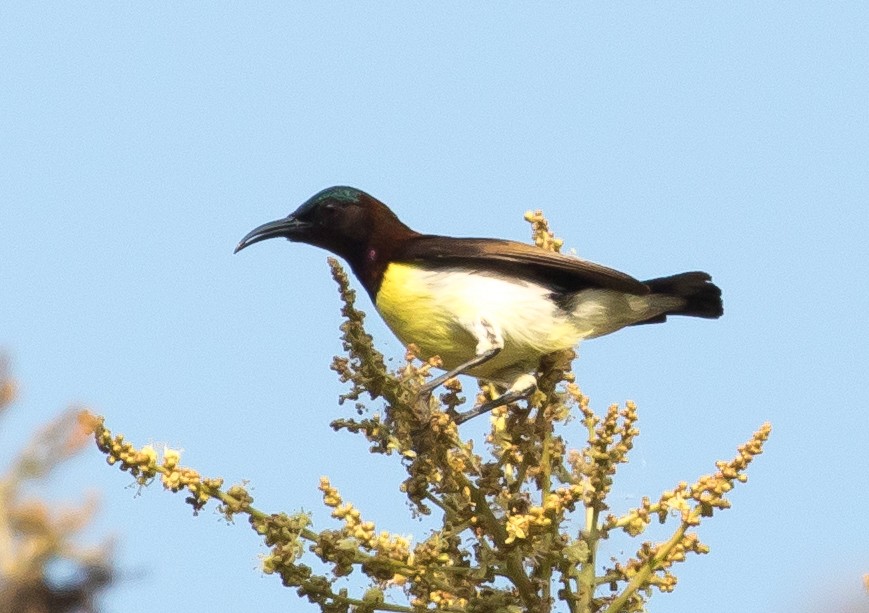 Purple-rumped Sunbird - Ian Burgess