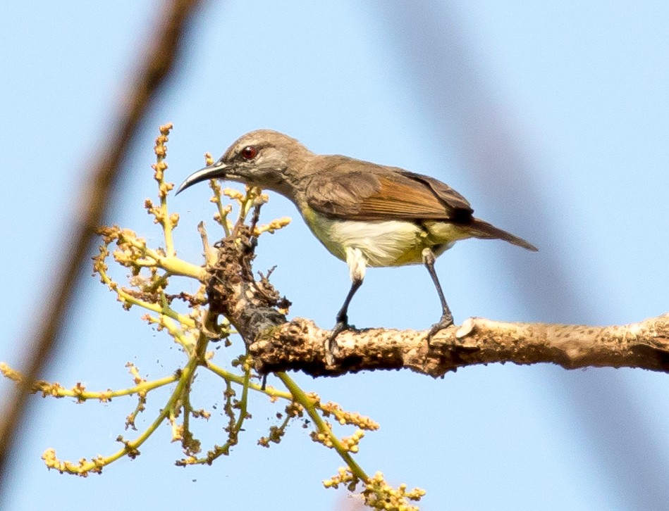 Purple-rumped Sunbird - Ian Burgess