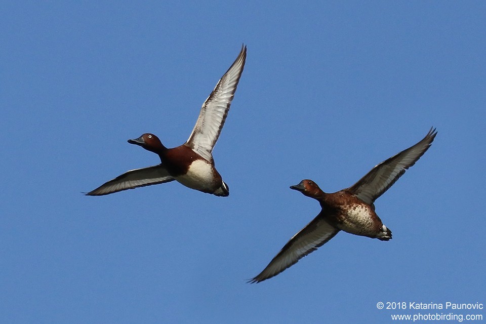 Ferruginous Duck - ML98048831