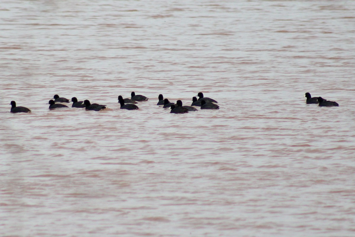 American Coot - ML98048921