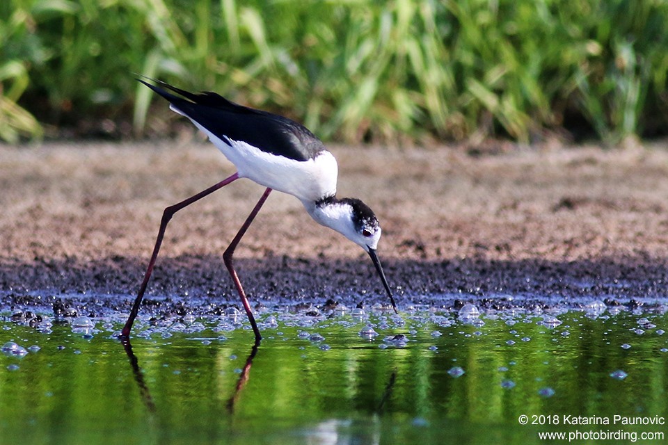 Black-winged Stilt - ML98048931