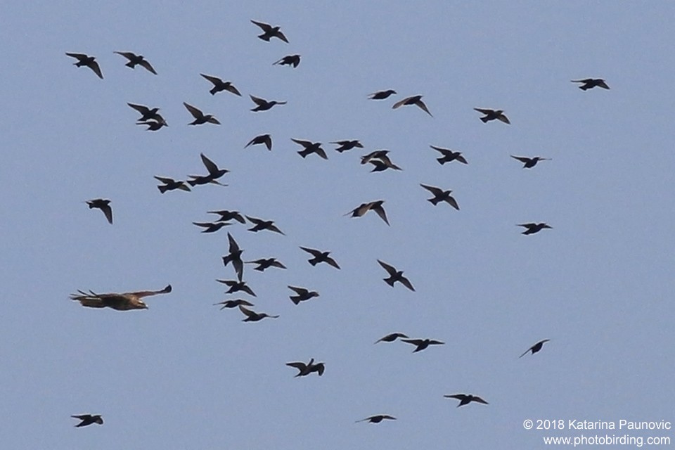 European Starling - ML98049001