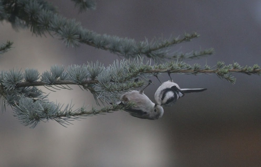 Long-tailed Tit (europaeus Group) - ML98049051