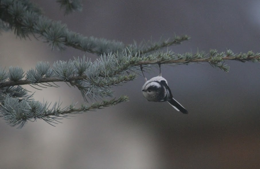 Long-tailed Tit (europaeus Group) - ML98049061