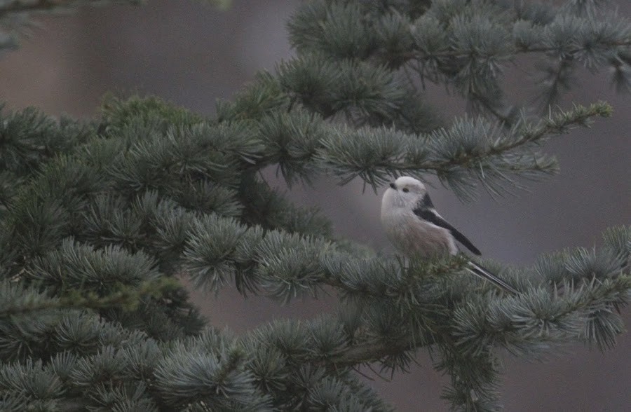 Long-tailed Tit - ML98049081