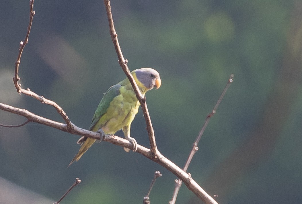 Plum-headed Parakeet - Ian Burgess