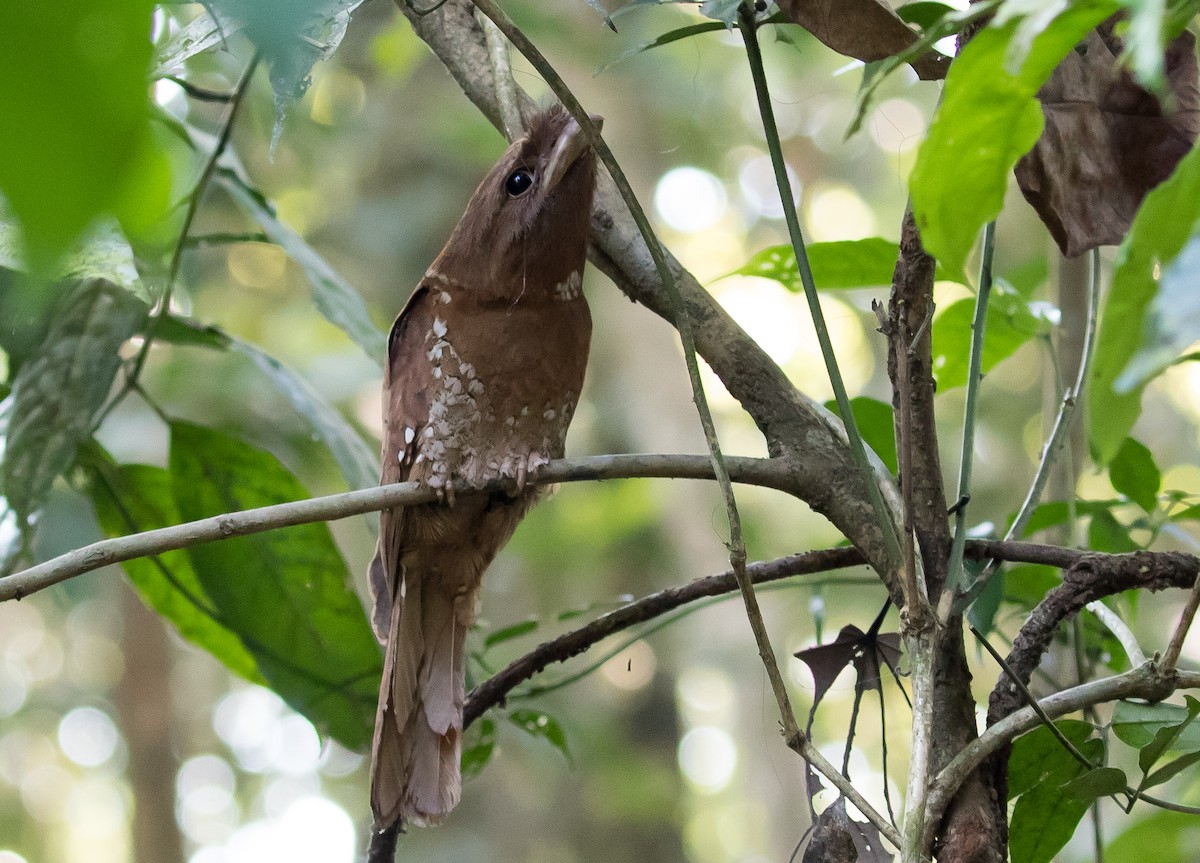 Sri Lanka Frogmouth - ML98052231