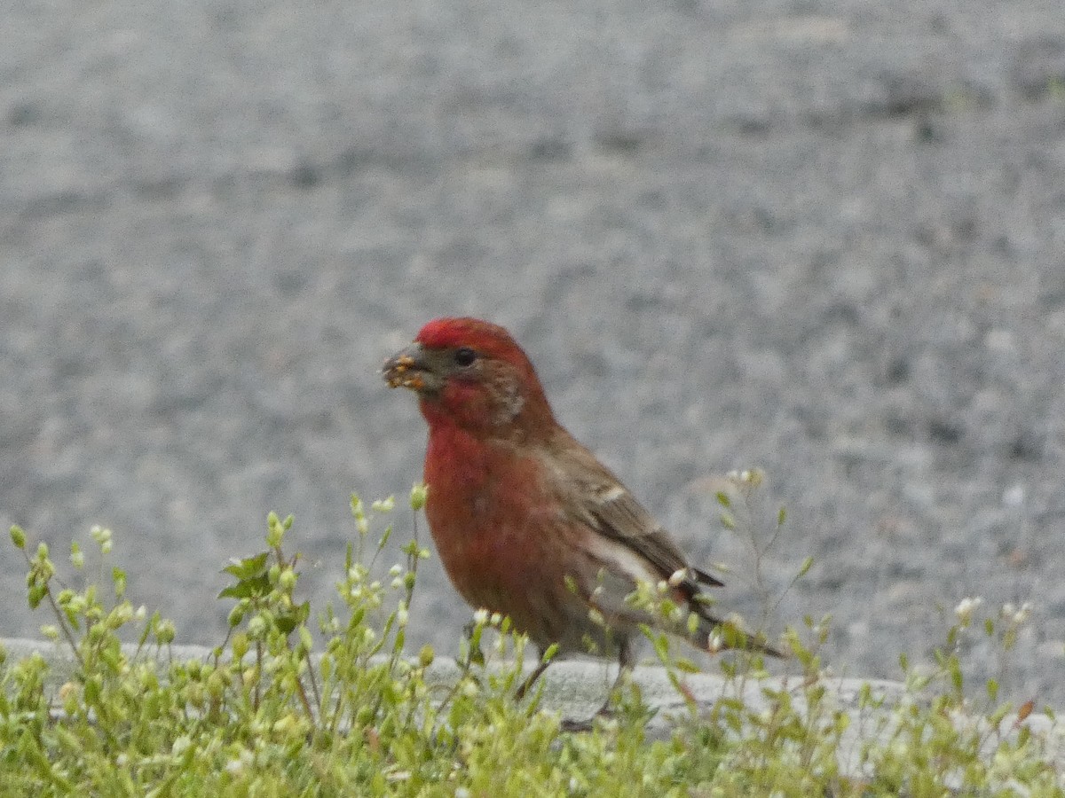 House Finch - ML98057501