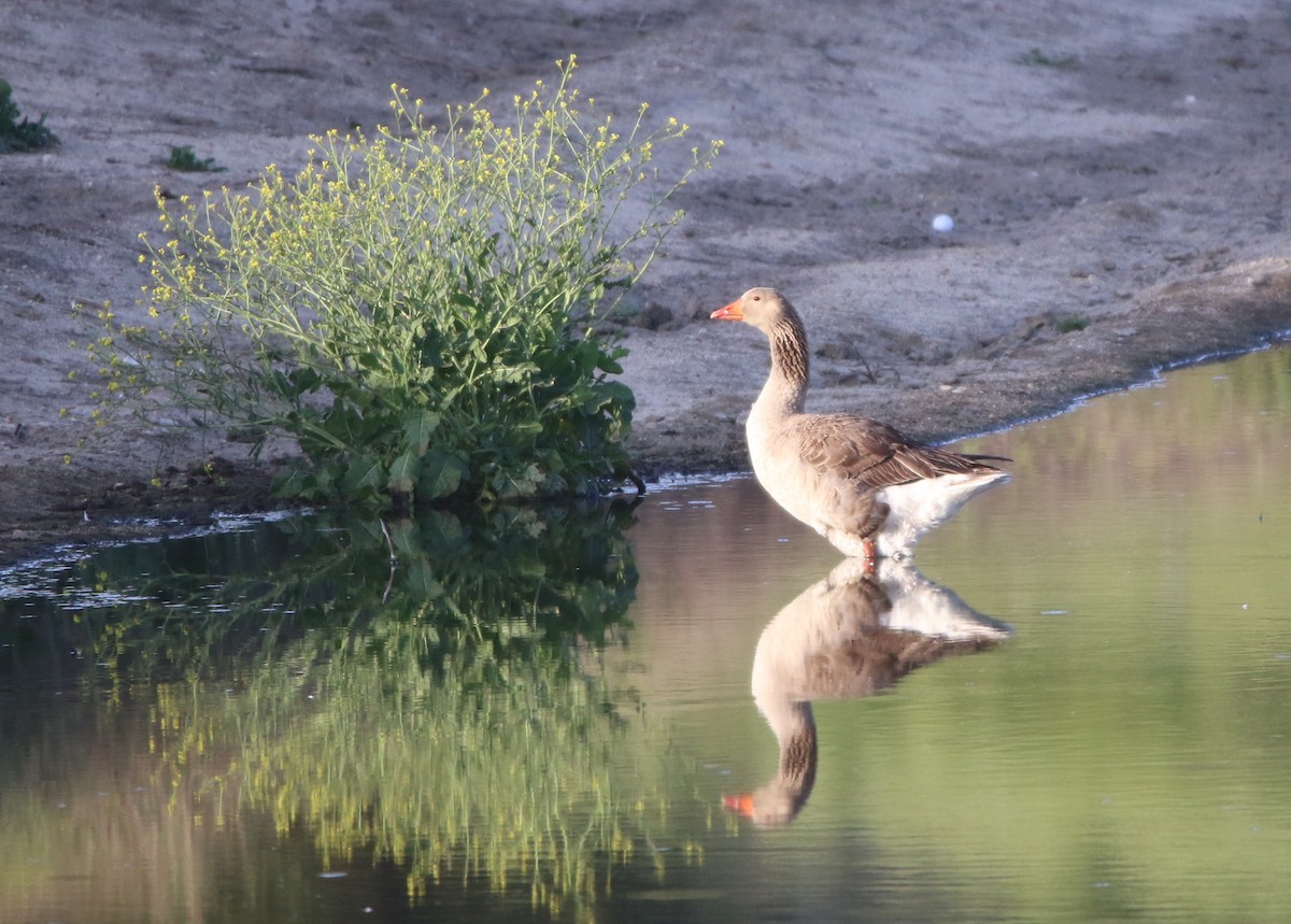 Graylag Goose (Domestic type) - ML98057641