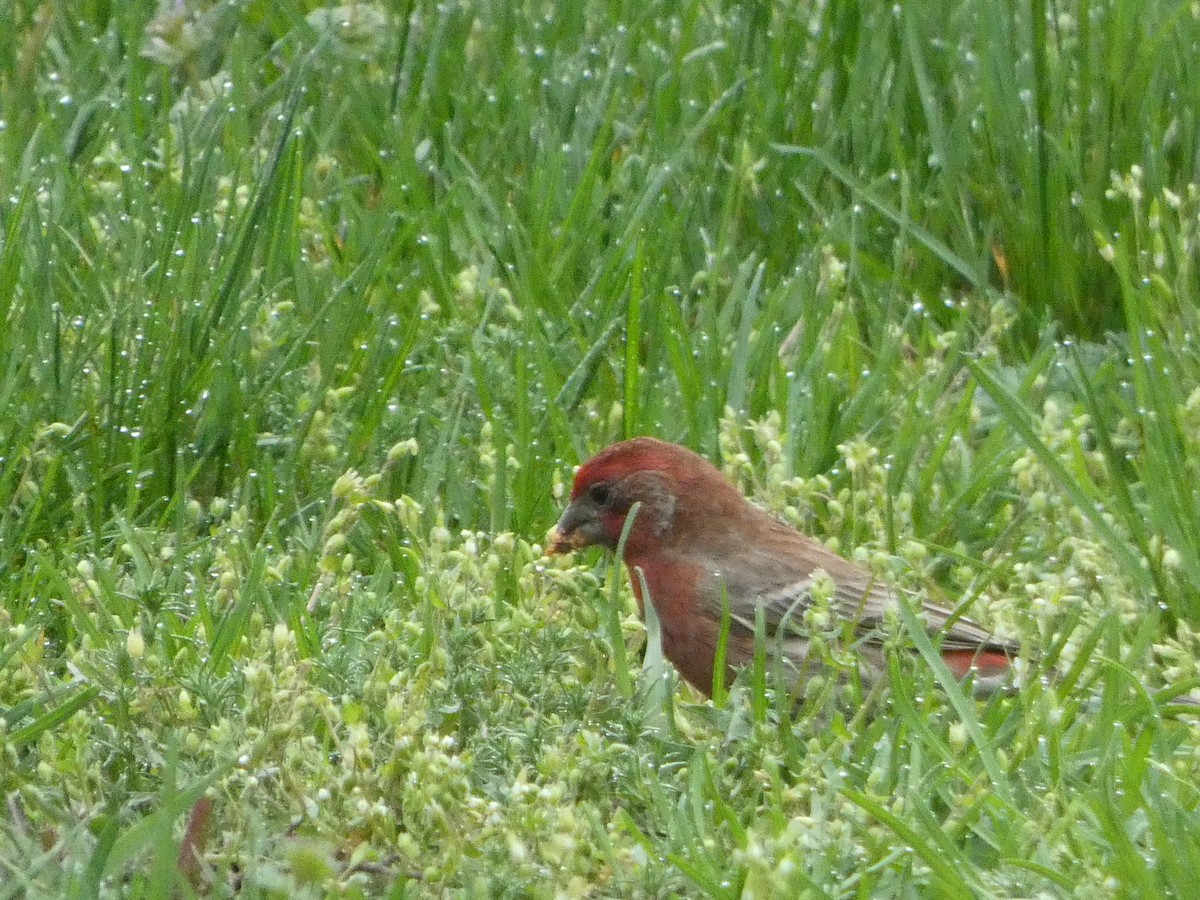 House Finch - Mary  McMahon