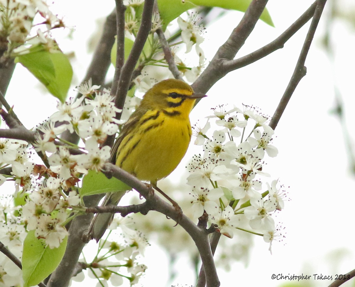 Prairie Warbler - Christopher Takacs