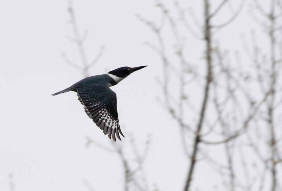 Belted Kingfisher - ML98057841
