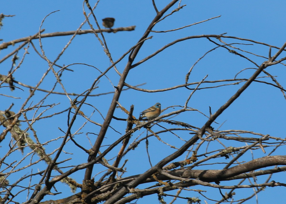 Lazuli Bunting - ML98058341