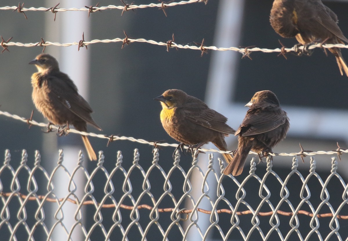 Yellow-headed Blackbird - ML98058421