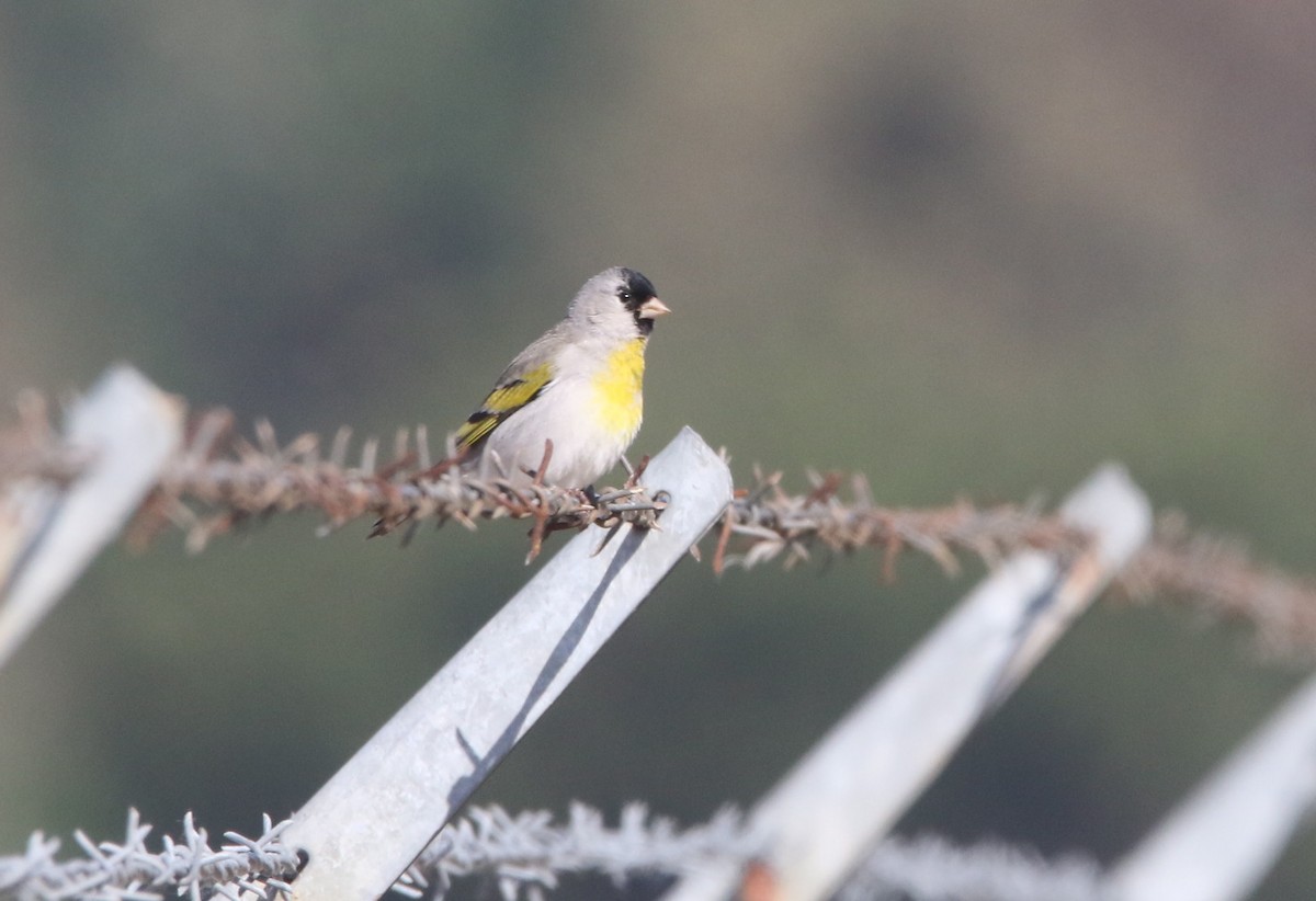 Lawrence's Goldfinch - Pair of Wing-Nuts