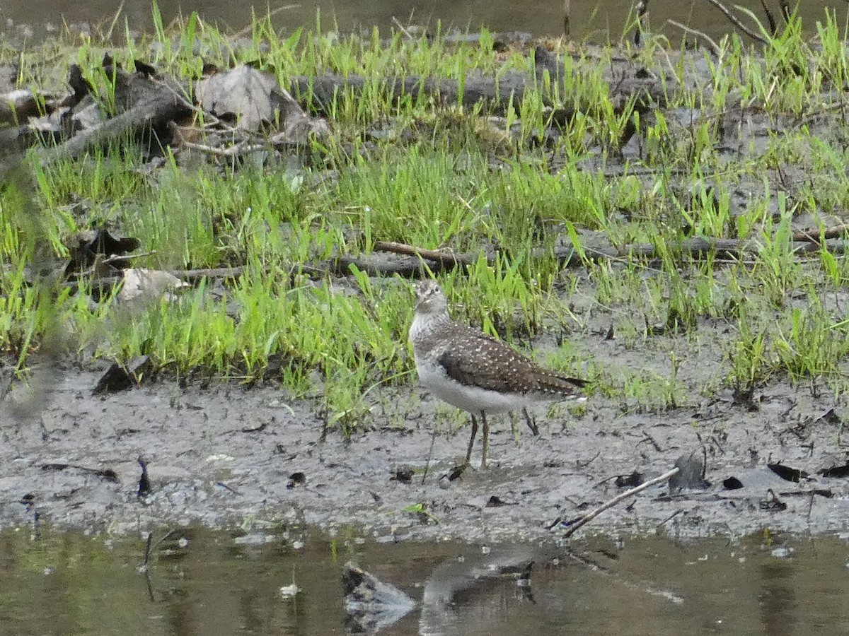 Solitary Sandpiper - ML98060051
