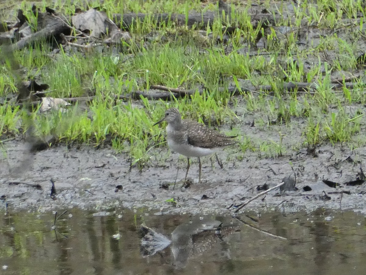 Solitary Sandpiper - ML98060061