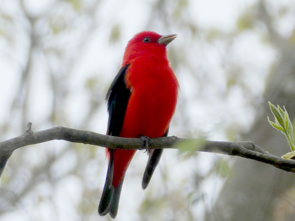 Scarlet Tanager - ML98060971