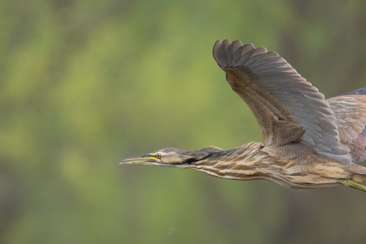 American Bittern - ML98061491