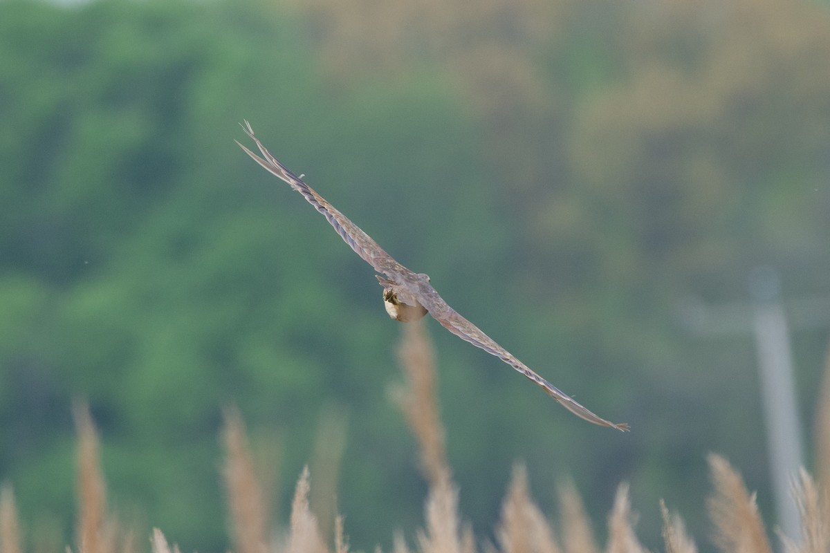 American Bittern - ML98061711