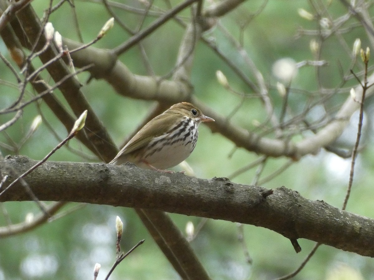 Ovenbird - ML98061951