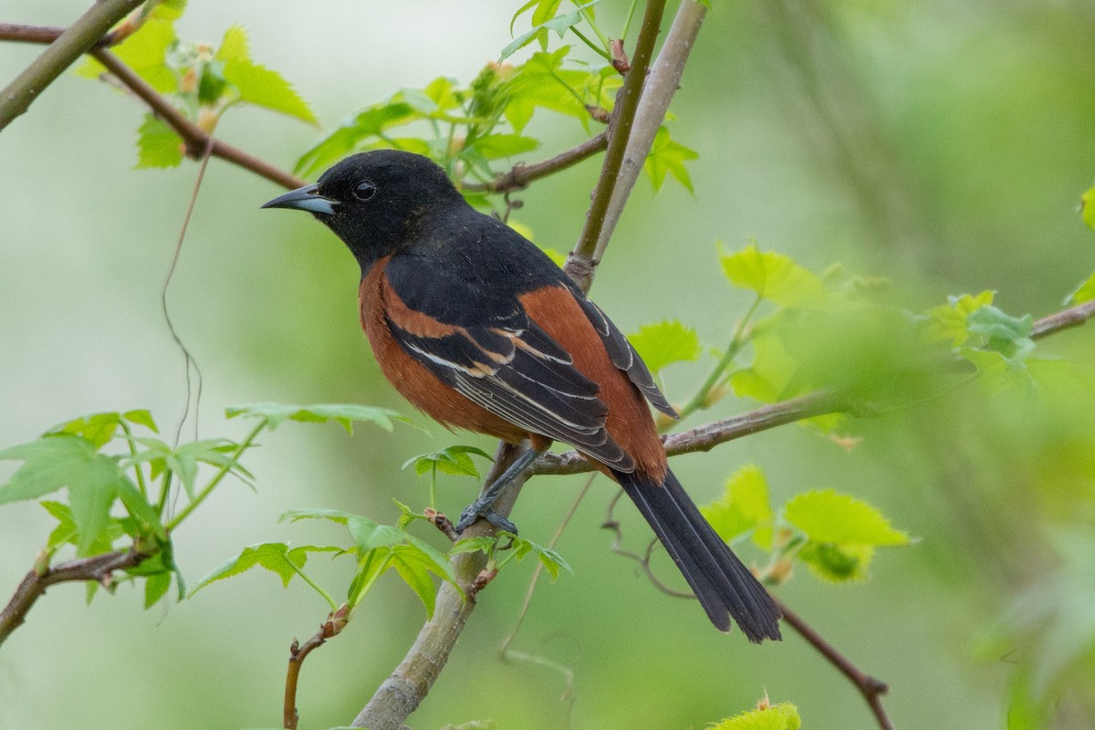 Orchard Oriole - Austin Jennings
