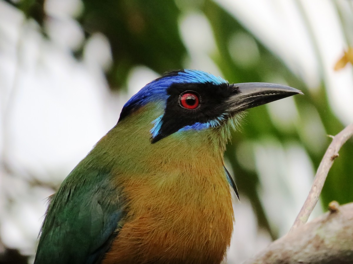 blåpannemotmot - ML98064211