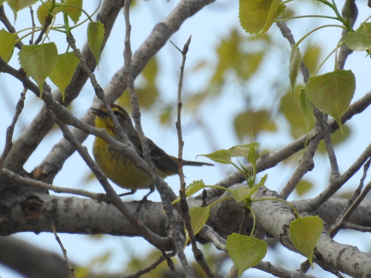 Palm Warbler - Chad Heath