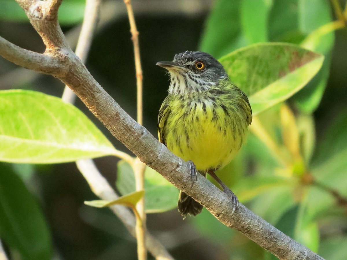 Spotted Tody-Flycatcher - Elder Gomes Silva