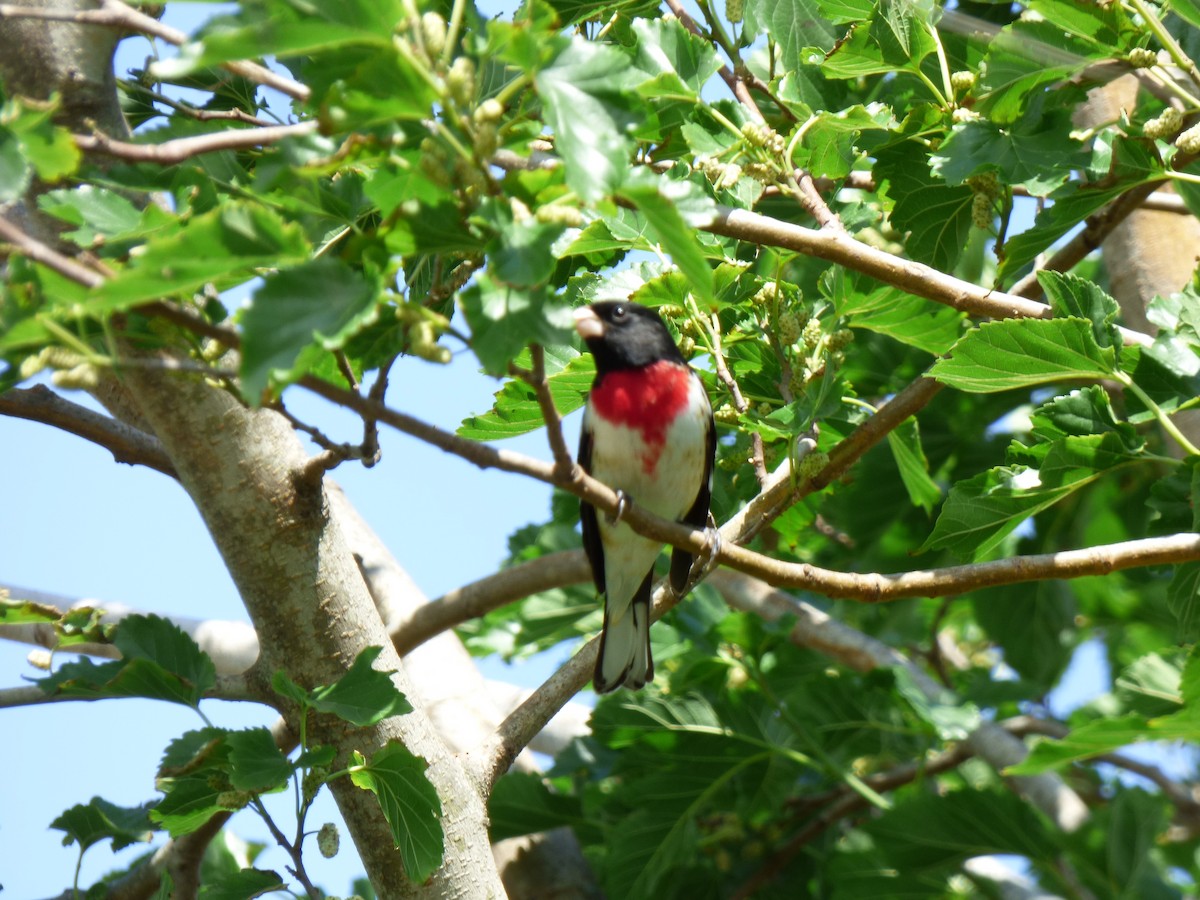 Rose-breasted Grosbeak - Jim Malcom