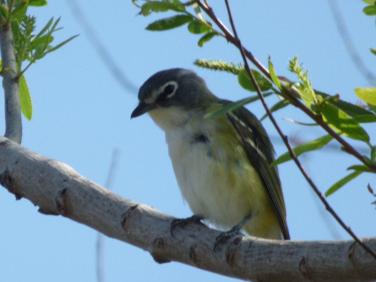 Vireo Solitario - ML98065211