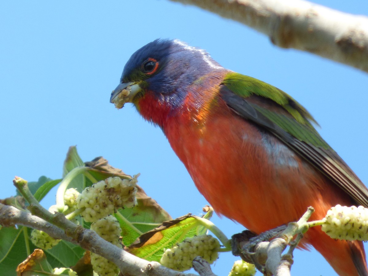 Painted Bunting - Jim Malcom